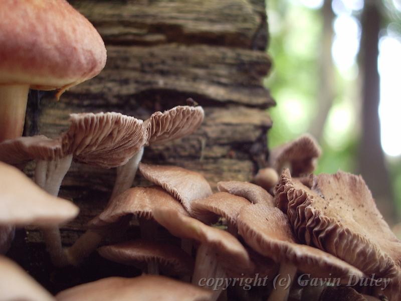 Mushrooms and log, City Botanical Gardens, Brisbane IMGP1062.JPG